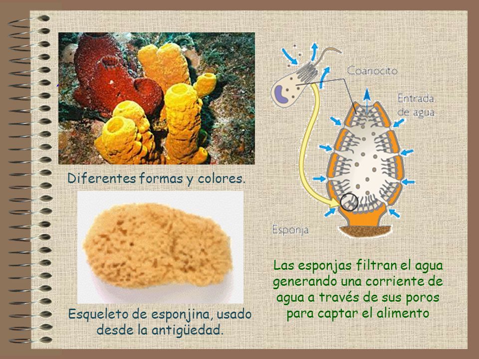 Diferentes formas y colores.