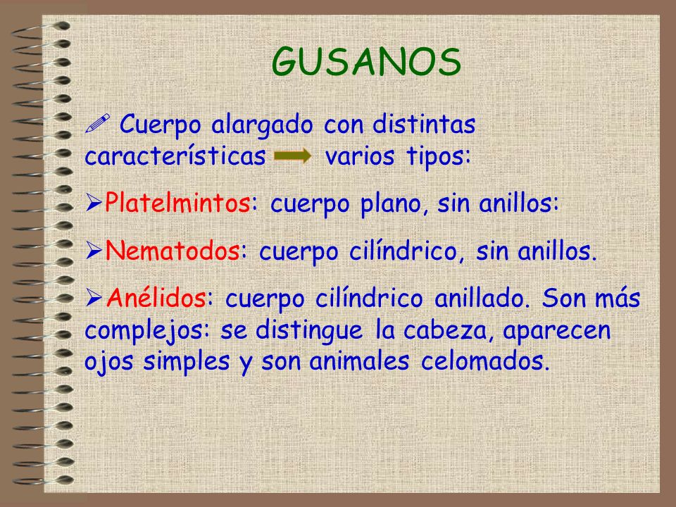 GUSANOS Cuerpo alargado con distintas características varios tipos: