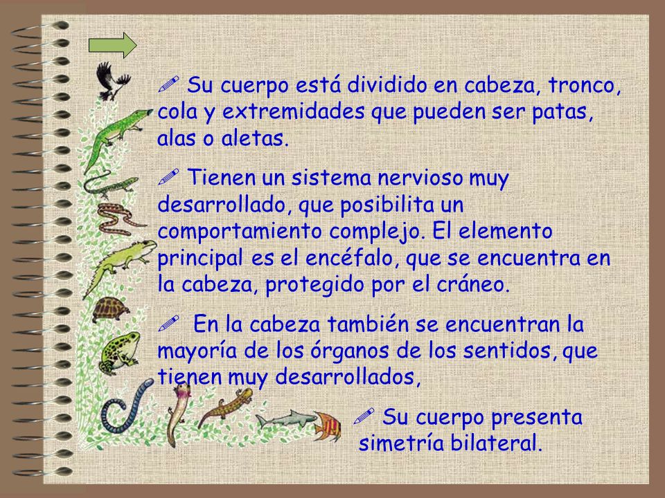 Su cuerpo está dividido en cabeza, tronco, cola y extremidades que pueden ser patas, alas o aletas.