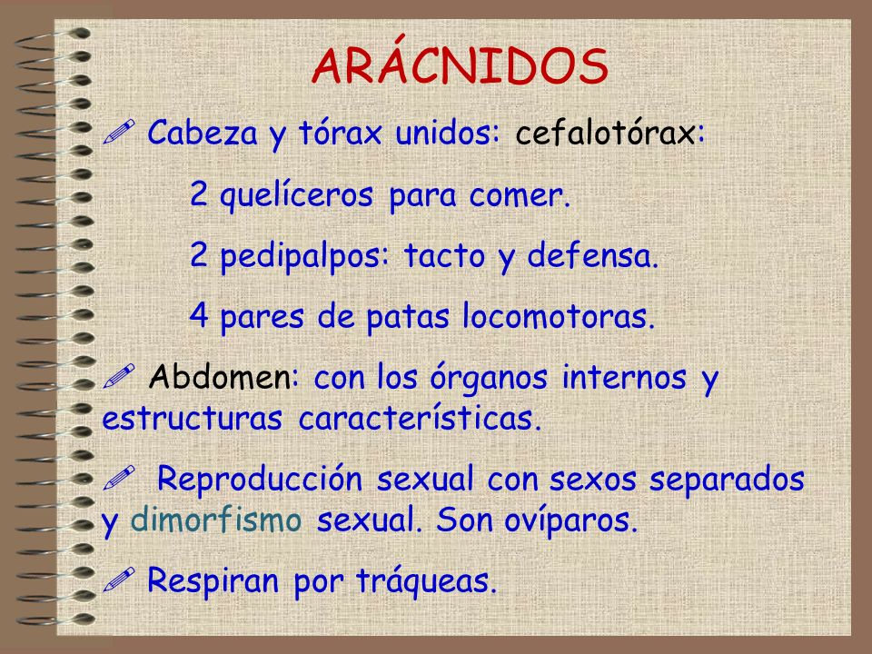 ARÁCNIDOS Cabeza y tórax unidos: cefalotórax: 2 quelíceros para comer.