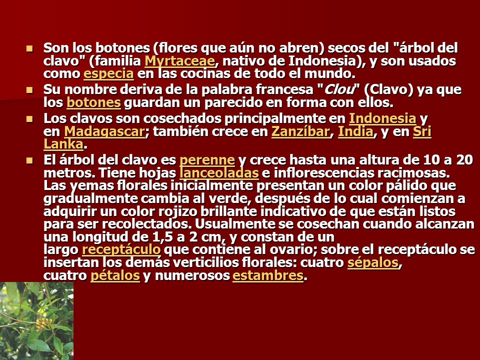 Son los botones (flores que aún no abren) secos del árbol del clavo (familia Myrtaceae, nativo de Indonesia), y son usados como especia en las cocinas de todo el mundo.