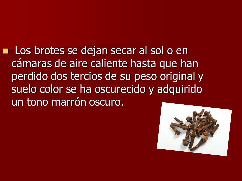 Los brotes se dejan secar al sol o en cámaras de aire caliente hasta que han perdido dos tercios de su peso original y suelo color se ha oscurecido y adquirido un tono marrón oscuro.