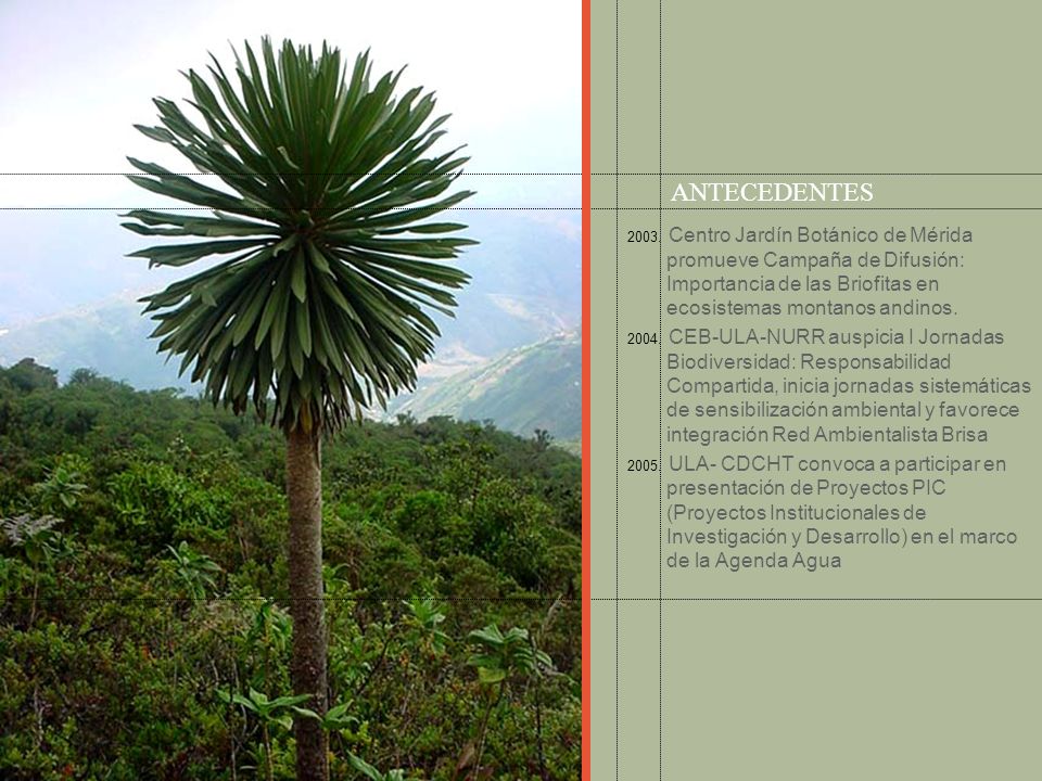 ANTECEDENTES Centro Jardín Botánico de Mérida promueve Campaña de Difusión: Importancia de las Briofitas en ecosistemas montanos andinos.