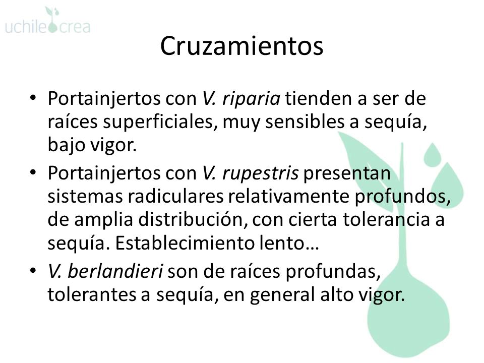 Cruzamientos Portainjertos con V. riparia tienden a ser de raíces superficiales, muy sensibles a sequía, bajo vigor.