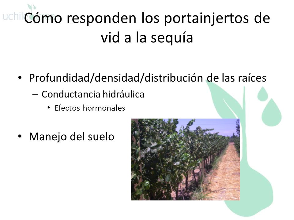Cómo responden los portainjertos de vid a la sequía