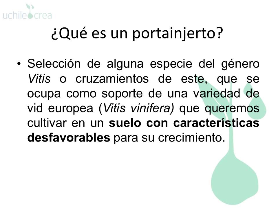 ¿Qué es un portainjerto