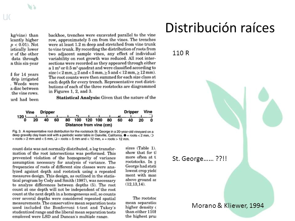 Distribución raíces 110 R St. George…… !! Morano & Kliewer, 1994