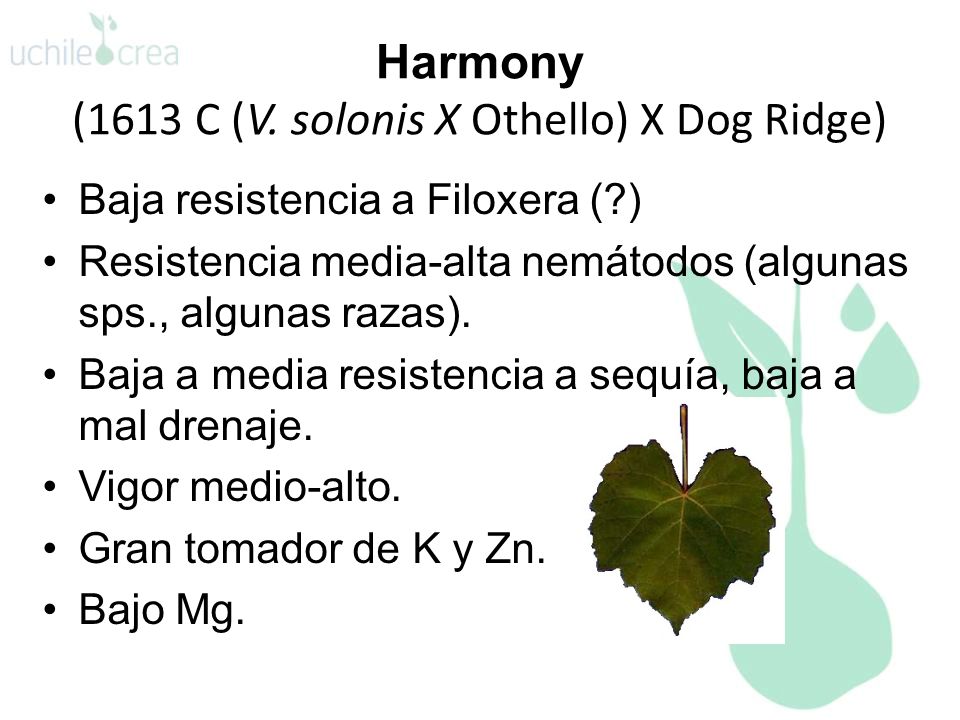 Harmony (1613 C (V. solonis X Othello) X Dog Ridge)