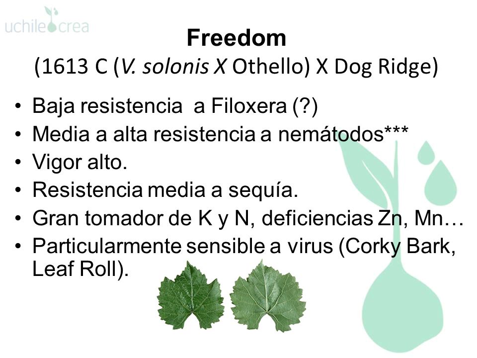 Freedom (1613 C (V. solonis X Othello) X Dog Ridge)