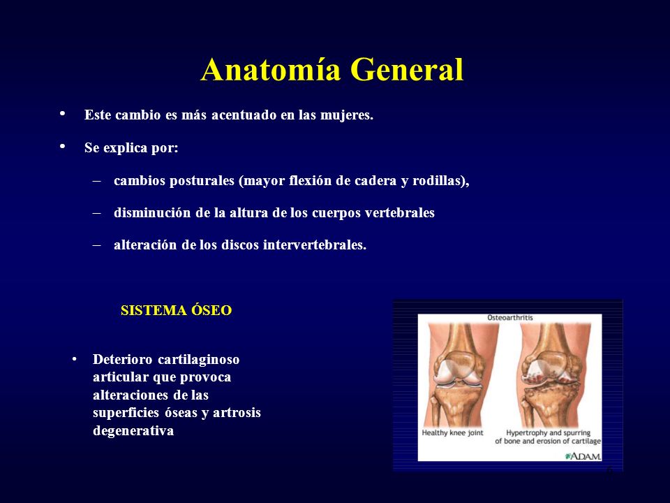 Anatomía General Este cambio es más acentuado en las mujeres.