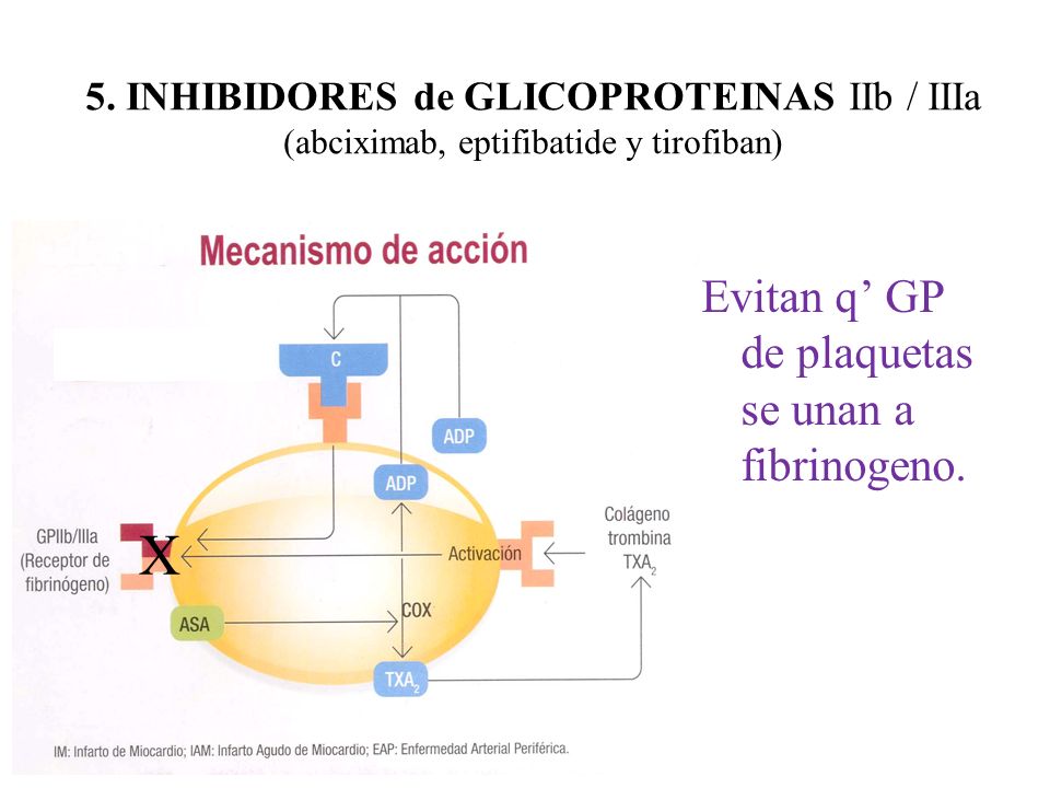X Evitan q’ GP de plaquetas se unan a fibrinogeno.