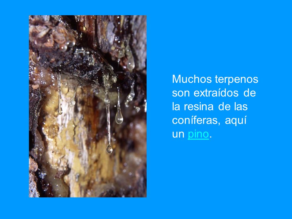 Muchos terpenos son extraídos de la resina de las coníferas, aquí un pino.
