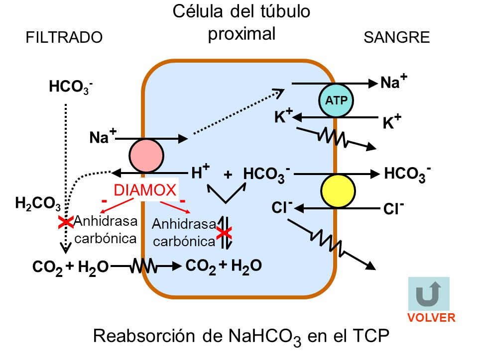 X X Célula del túbulo proximal - - Reabsorción de NaHCO3 en el TCP