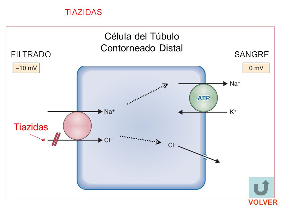 Célula del Túbulo Contorneado Distal Tiazidas TIAZIDAS FILTRADO SANGRE