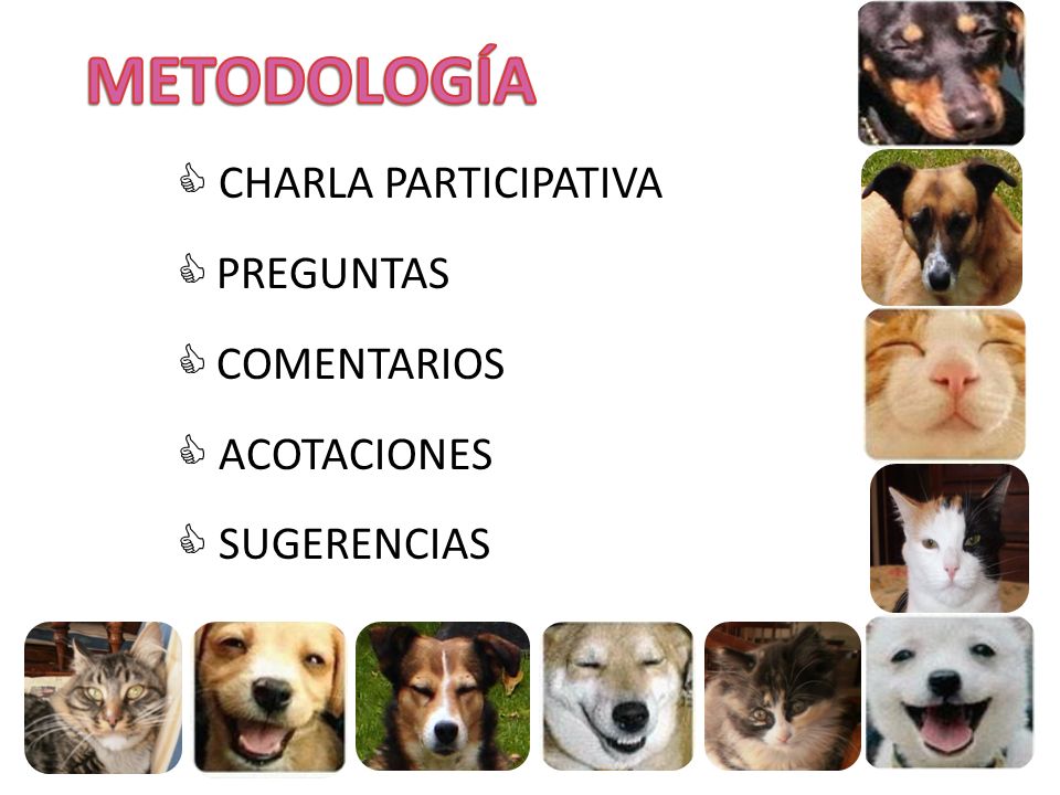 METODOLOGÍA  CHARLA PARTICIPATIVA PREGUNTAS COMENTARIOS  ACOTACIONES