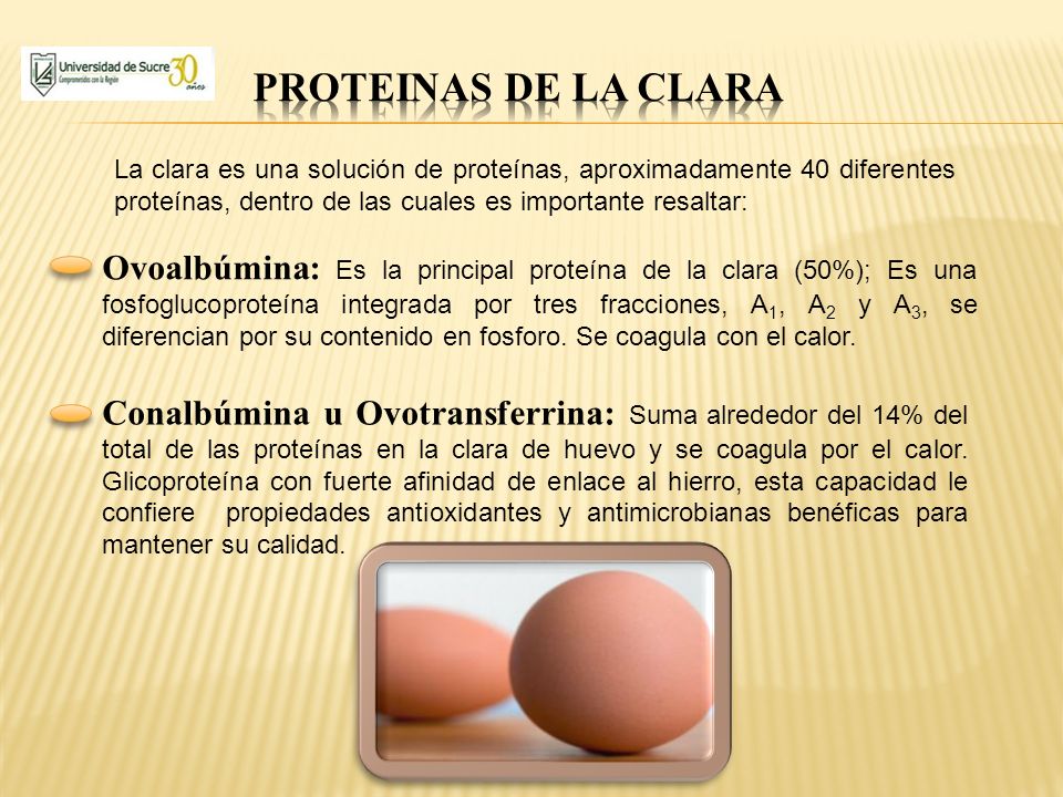 PROTEINAS DE LA CLARA La clara es una solución de proteínas, aproximadamente 40 diferentes proteínas, dentro de las cuales es importante resaltar: