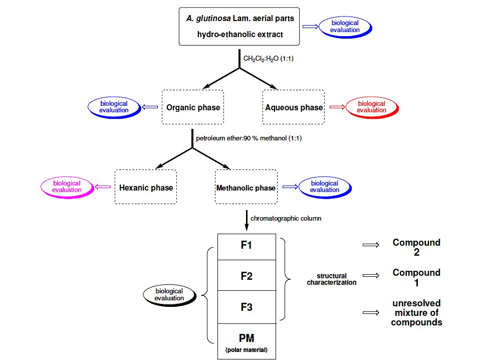 Sobre la fase metanólica se fracciona por columna de cromatografía con polaridad creciente (desde EP hasta metanol), aislando en forma definida el compuesto 1, 2, una fracción compuesta por más de un compuesto y la fracción que queda en el origen (sacada con MeOH), los resultados biológicos de todos es