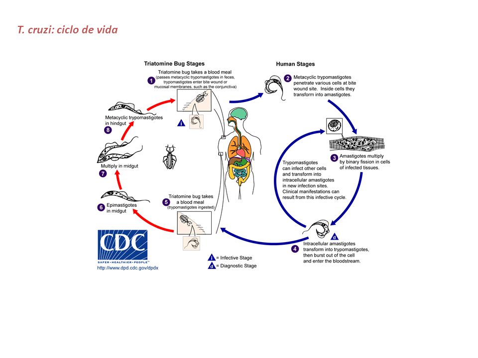 T. cruzi: ciclo de vida