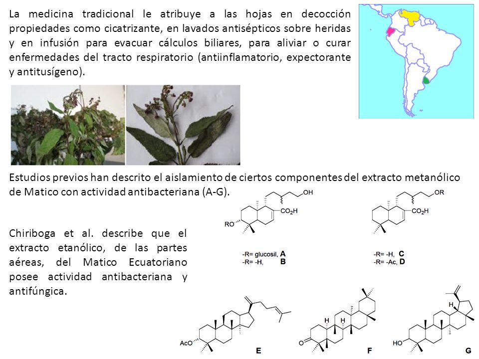 La medicina tradicional le atribuye a las hojas en decocción propiedades como cicatrizante, en lavados antisépticos sobre heridas y en infusión para evacuar cálculos biliares, para aliviar o curar enfermedades del tracto respiratorio (antiinflamatorio, expectorante y antitusígeno).