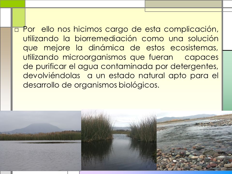 Por ello nos hicimos cargo de esta complicación, utilizando la biorremediación como una solución que mejore la dinámica de estos ecosistemas, utilizando microorganismos que fueran capaces de purificar el agua contaminada por detergentes, devolviéndolas a un estado natural apto para el desarrollo de organismos biológicos.
