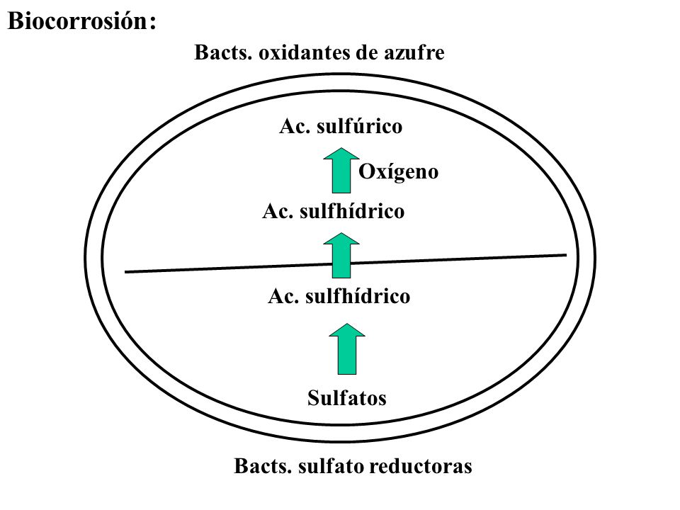 Biocorrosión: Bacts. oxidantes de azufre Ac. sulfúrico Oxígeno