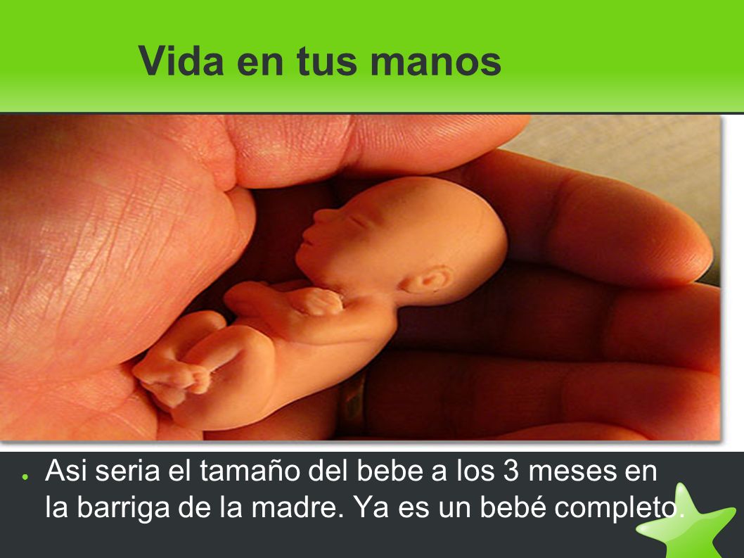 Vida en tus manos Asi seria el tamaño del bebe a los 3 meses en la barriga de la madre.
