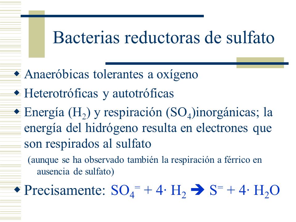 Bacterias reductoras de sulfato