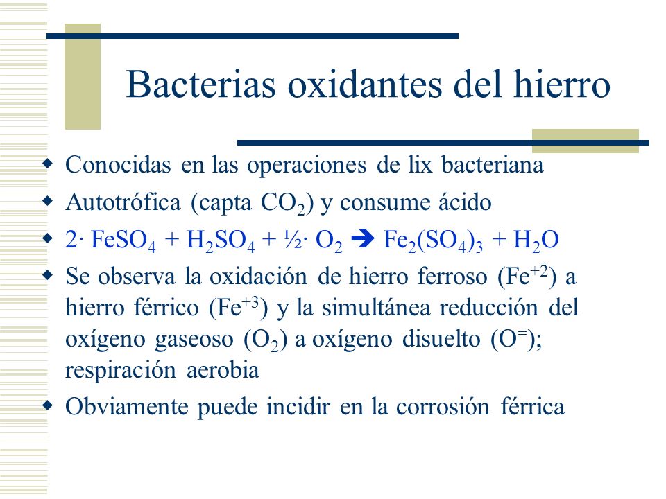 Bacterias oxidantes del hierro