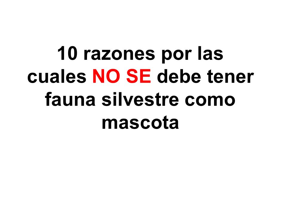 10 razones por las cuales NO SE debe tener fauna silvestre como mascota