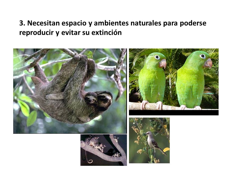 3. Necesitan espacio y ambientes naturales para poderse reproducir y evitar su extinción