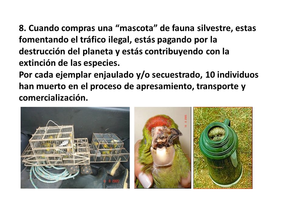 8. Cuando compras una mascota de fauna silvestre, estas fomentando el tráfico ilegal, estás pagando por la destrucción del planeta y estás contribuyendo con la extinción de las especies.