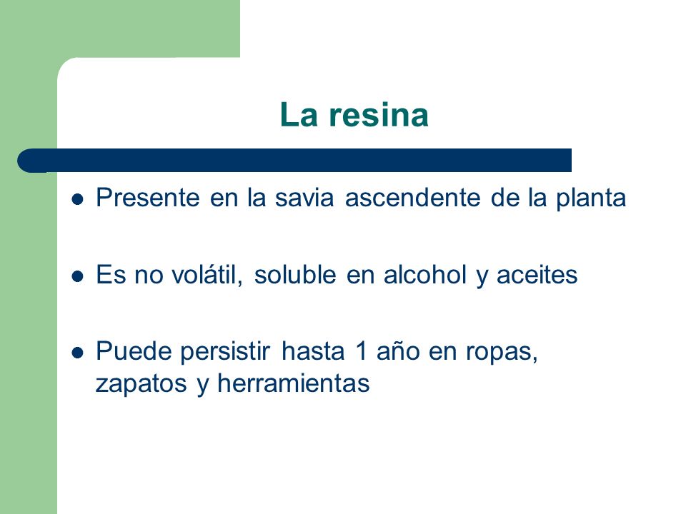 La resina Presente en la savia ascendente de la planta