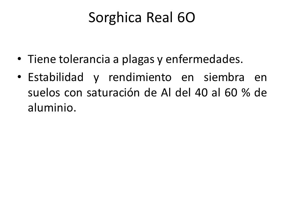 Sorghica Real 6O Tiene tolerancia a plagas y enfermedades.