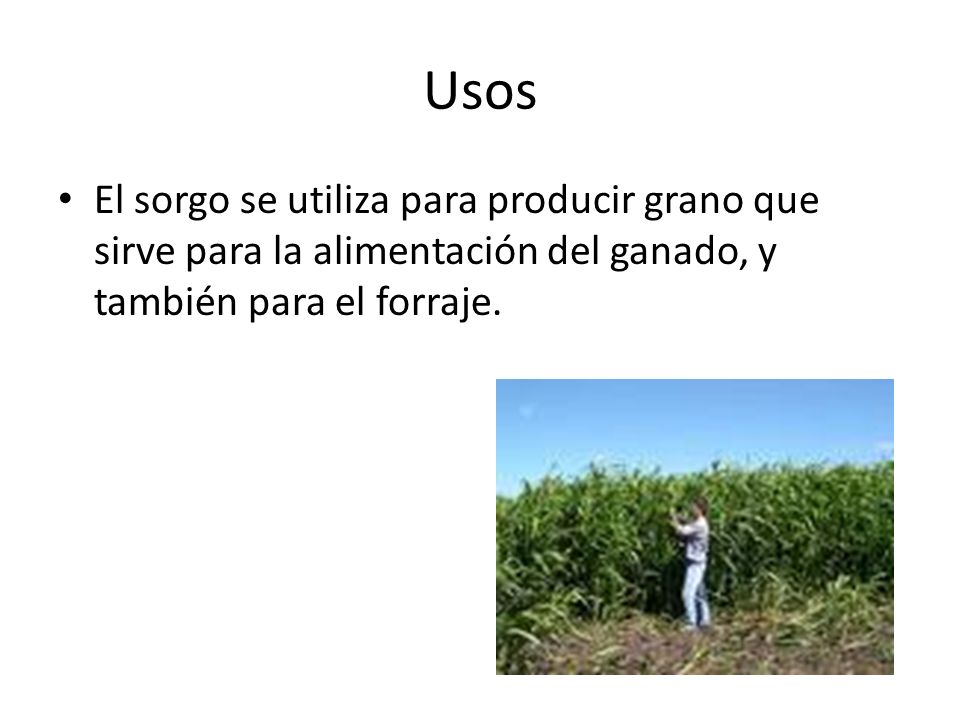 Usos El sorgo se utiliza para producir grano que sirve para la alimentación del ganado, y también para el forraje.