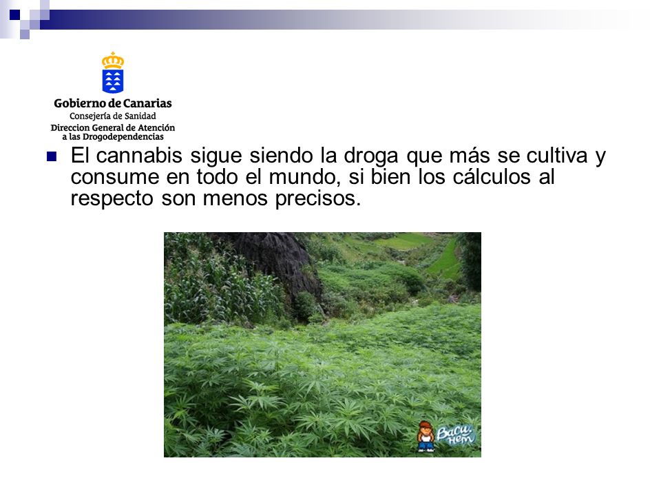 El cannabis sigue siendo la droga que más se cultiva y consume en todo el mundo, si bien los cálculos al respecto son menos precisos.