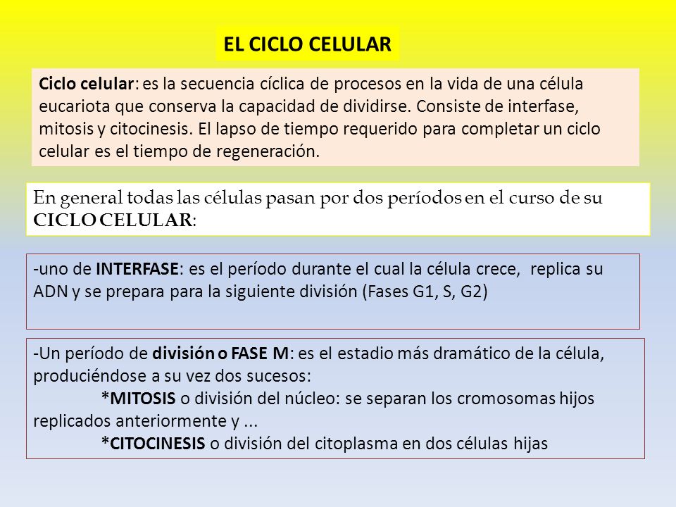 EL CICLO CELULAR