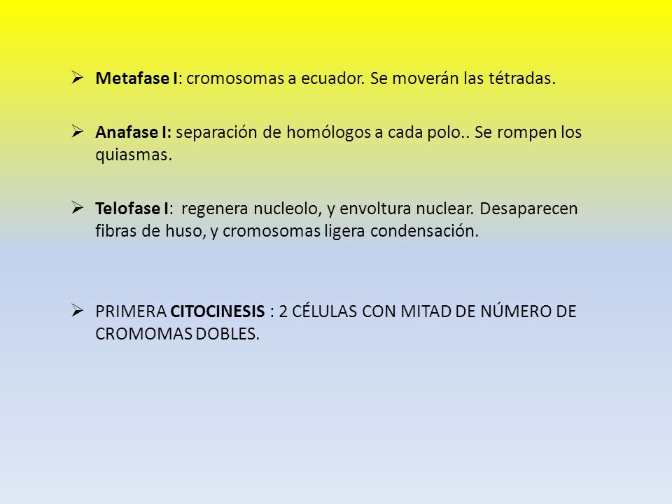 Metafase I: cromosomas a ecuador. Se moverán las tétradas.