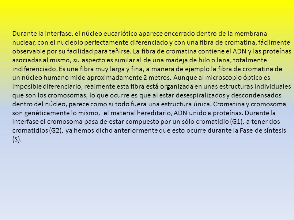 Durante la interfase, el núcleo eucariótico aparece encerrado dentro de la membrana nuclear, con el nucleolo perfectamente diferenciado y con una fibra de cromatina, fácilmente observable por su facilidad para teñirse.