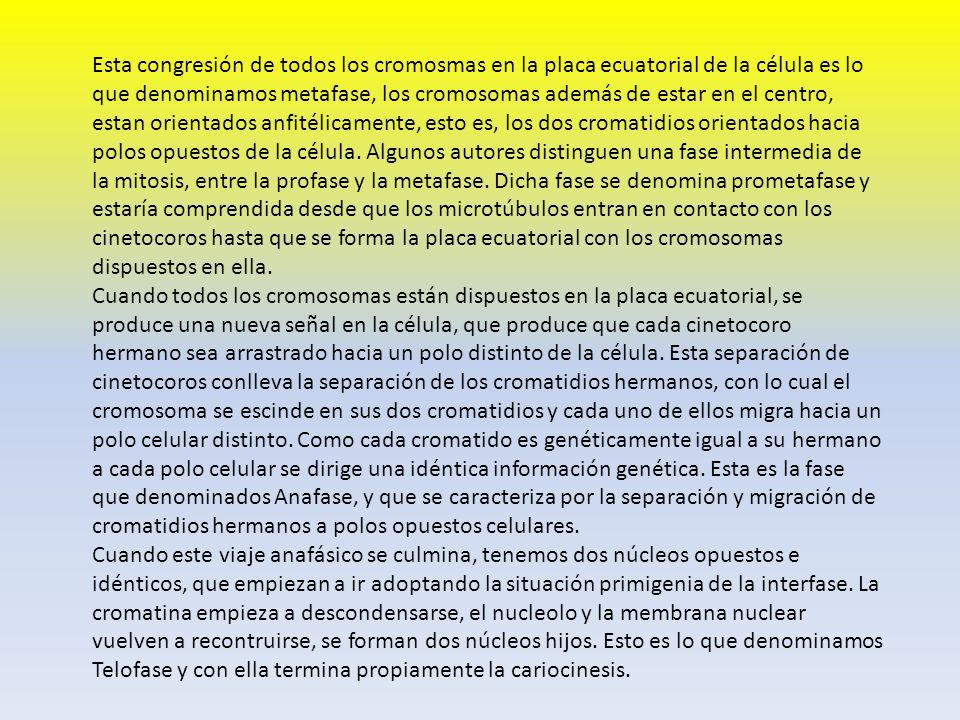 Esta congresión de todos los cromosmas en la placa ecuatorial de la célula es lo que denominamos metafase, los cromosomas además de estar en el centro, estan orientados anfitélicamente, esto es, los dos cromatidios orientados hacia polos opuestos de la célula. Algunos autores distinguen una fase intermedia de la mitosis, entre la profase y la metafase. Dicha fase se denomina prometafase y estaría comprendida desde que los microtúbulos entran en contacto con los cinetocoros hasta que se forma la placa ecuatorial con los cromosomas dispuestos en ella.