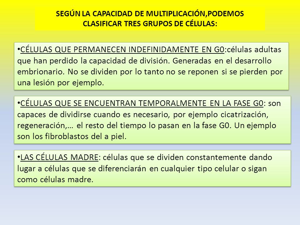 SEGÚN LA CAPACIDAD DE MULTIPLICACIÓN,PODEMOS CLASIFICAR TRES GRUPOS DE CÉLULAS: