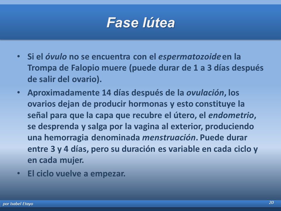 Fase lútea Si el óvulo no se encuentra con el espermatozoide en la Trompa de Falopio muere (puede durar de 1 a 3 días después de salir del ovario).