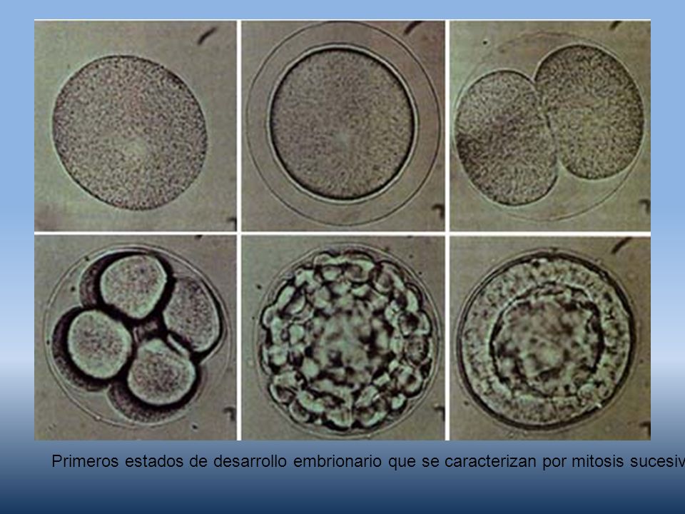 Primeros estados de desarrollo embrionario que se caracterizan por mitosis sucesivas del huevo sin que ocurran cambios en el tamaño inicial de este al momento de la fecundación (de aproximadamente 100 micrones)