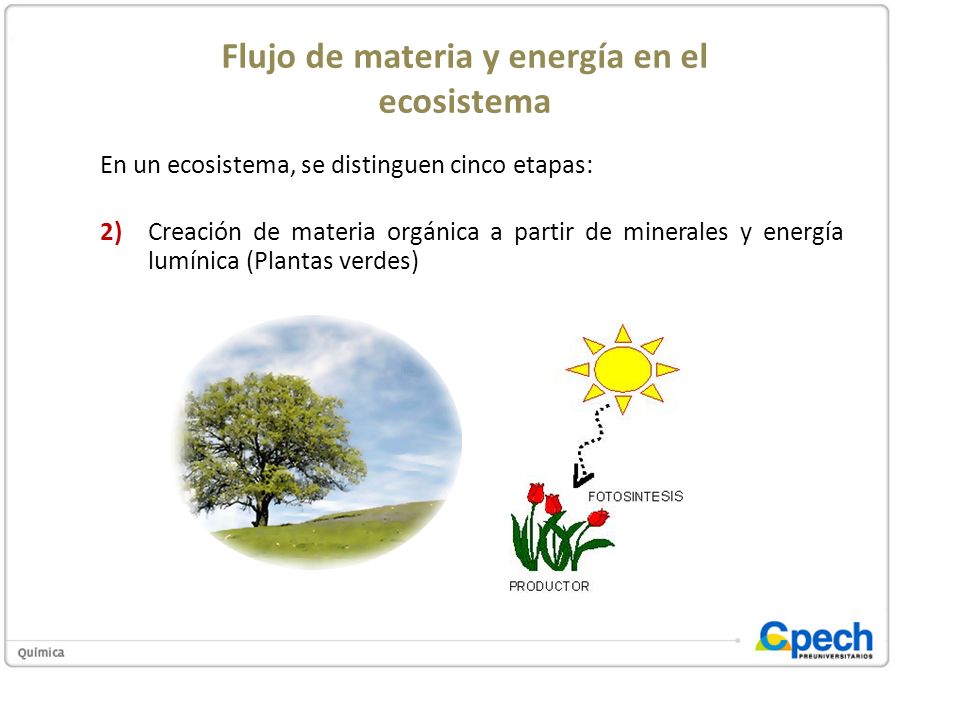 Flujo de materia y energía en el ecosistema
