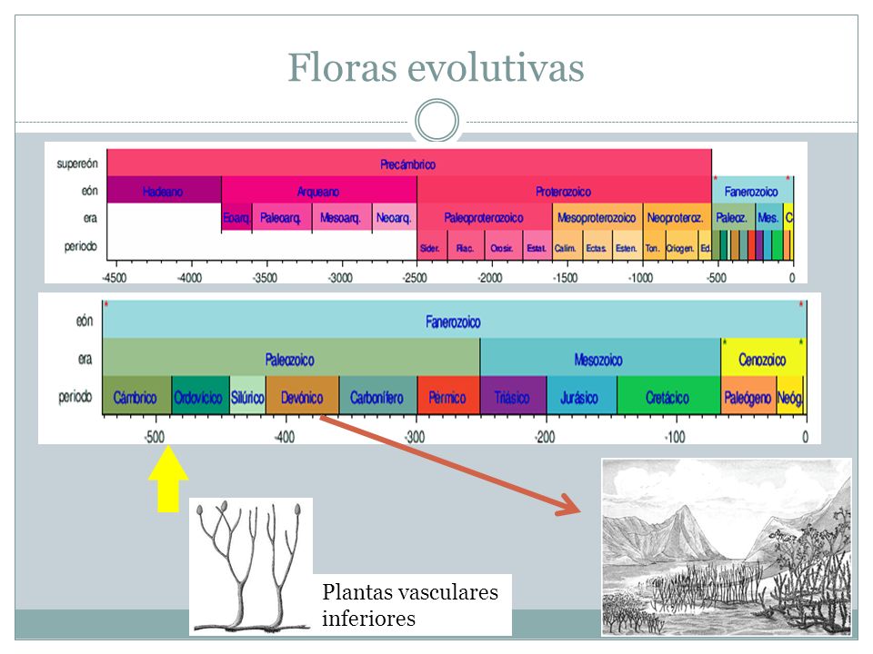 Floras evolutivas Plantas vasculares inferiores