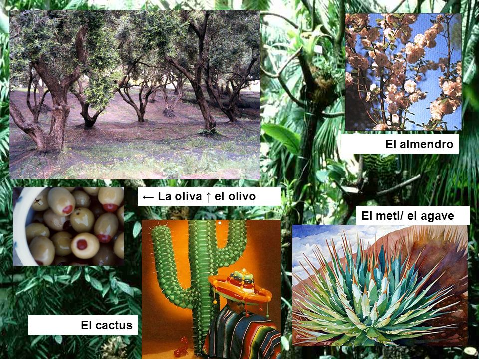 El almendro ← La oliva ↑ el olivo El metl/ el agave El cactus