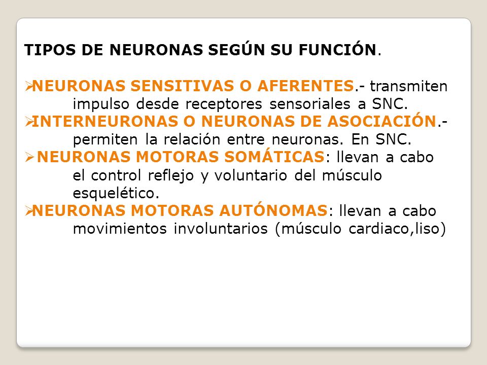 TIPOS DE NEURONAS SEGÚN SU FUNCIÓN.