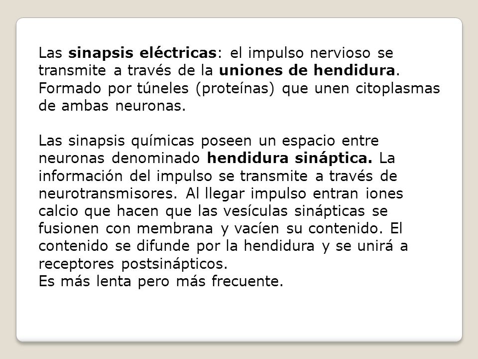 Las sinapsis eléctricas: el impulso nervioso se transmite a través de la uniones de hendidura. Formado por túneles (proteínas) que unen citoplasmas de ambas neuronas.