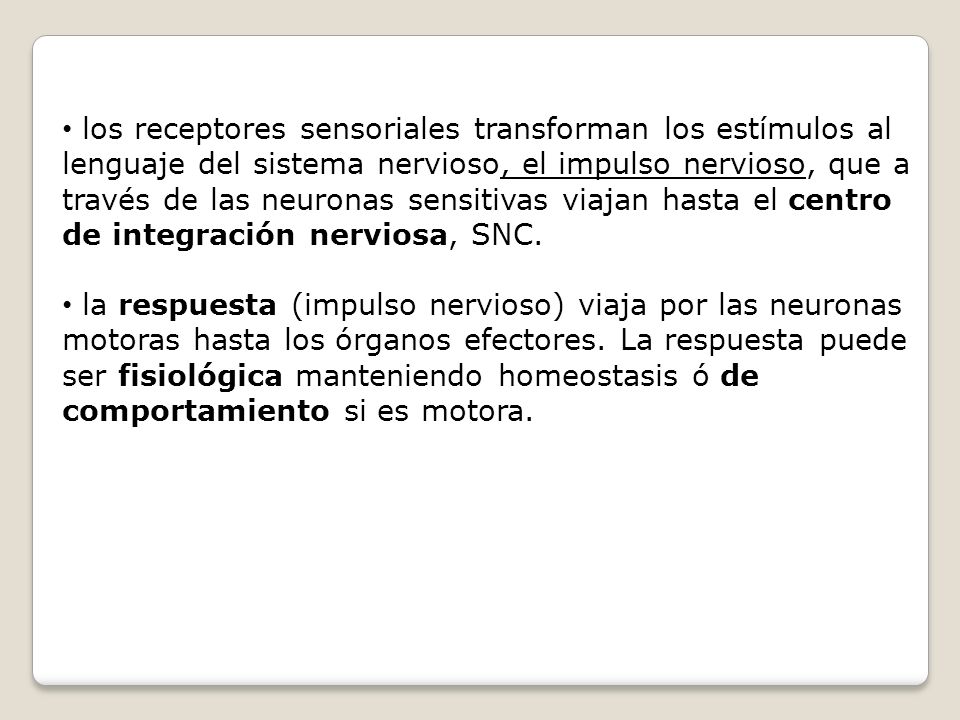los receptores sensoriales transforman los estímulos al lenguaje del sistema nervioso, el impulso nervioso, que a través de las neuronas sensitivas viajan hasta el centro de integración nerviosa, SNC.