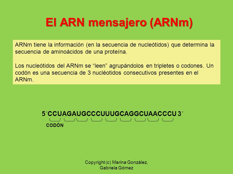 El ARN mensajero (ARNm)