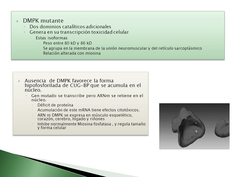 DMPK mutante Dos dominios catalíticos adicionales. Genera en su transcripción toxicidad celular. Estas isoformas.